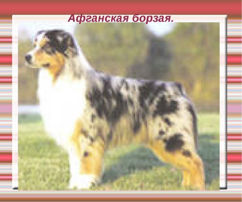 Австралийская овчарка без хвоста