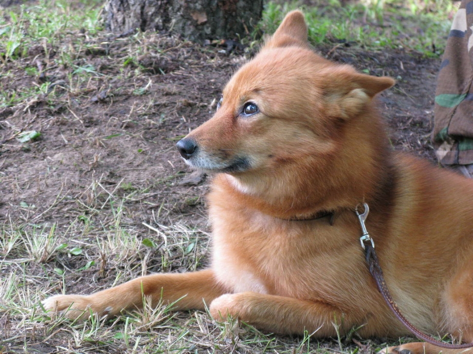 Лайка короткошерстная рыжая