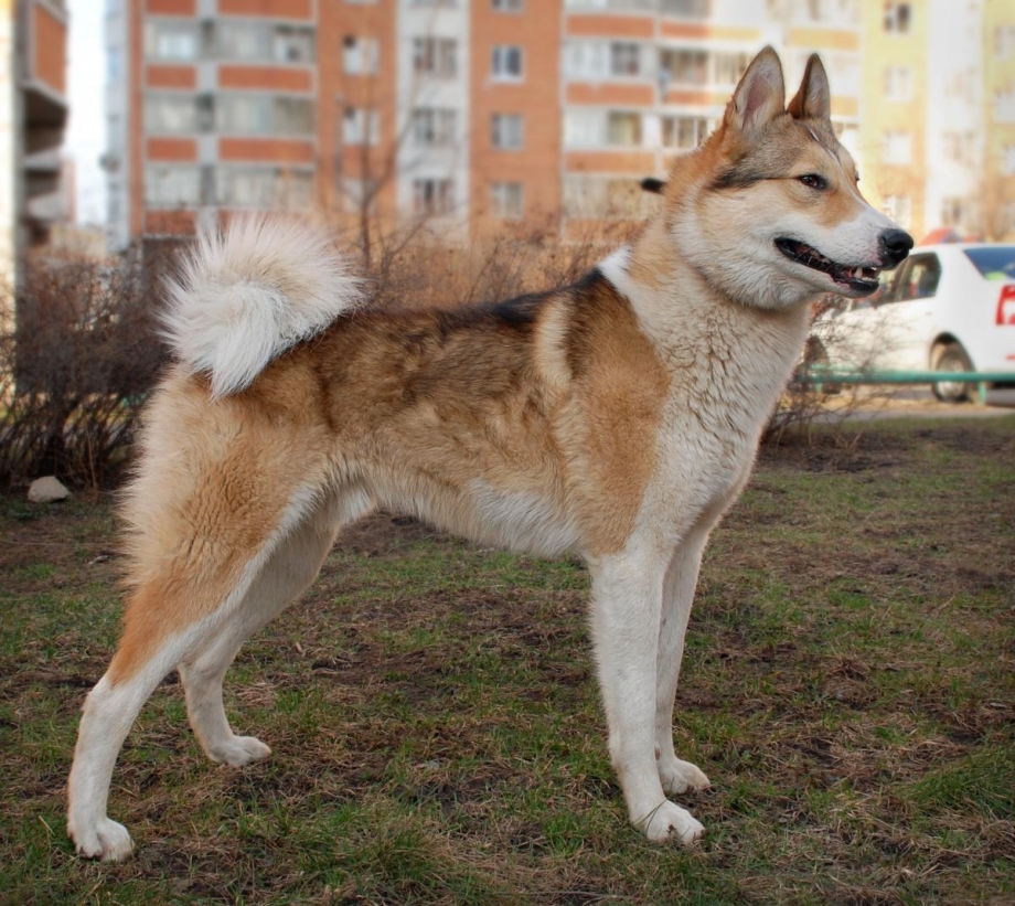 Восточно Сибирская лайка рыжая