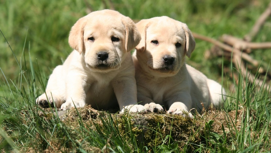Labrador Retriever щенок