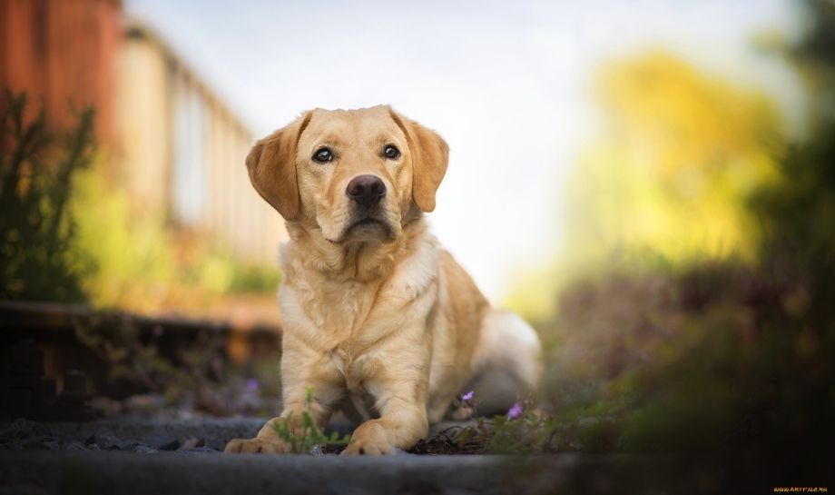 Dog лабрадор