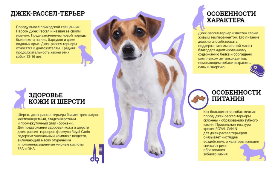 Рассел терьер вес