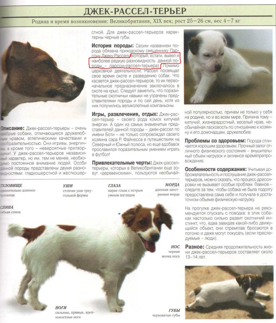 Вип Джек Рассел