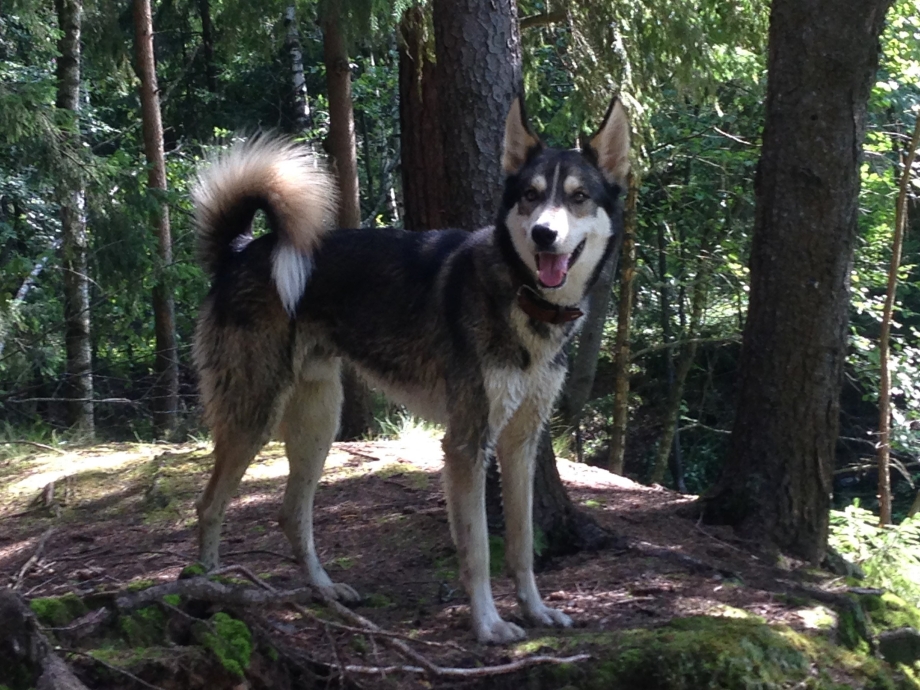 Gerberian Shepsky