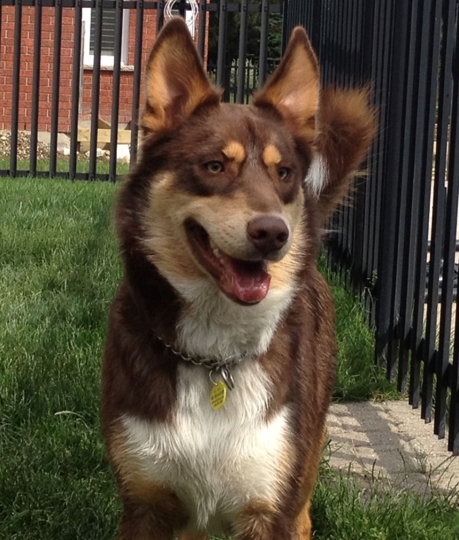 Gerberian Shepsky порода