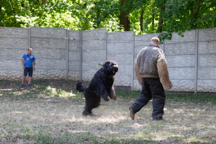 Русский черный терьер охрана