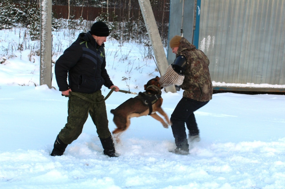 Собака семейный охранник