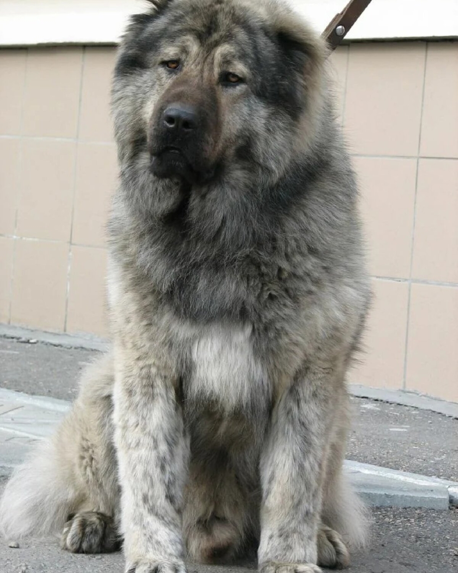 Кавказская овчарка