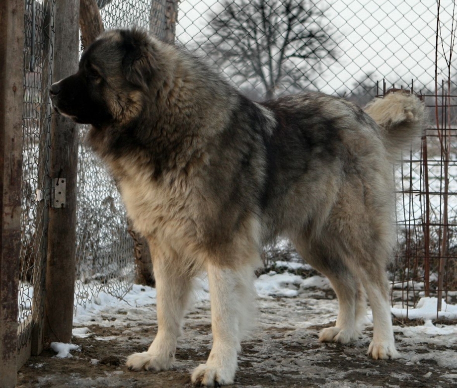 Кавказская овчарка ,Бутуз