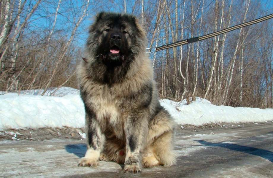 Сибирский кавказец