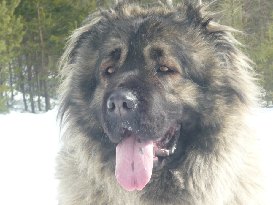 Caucasian Shepherd