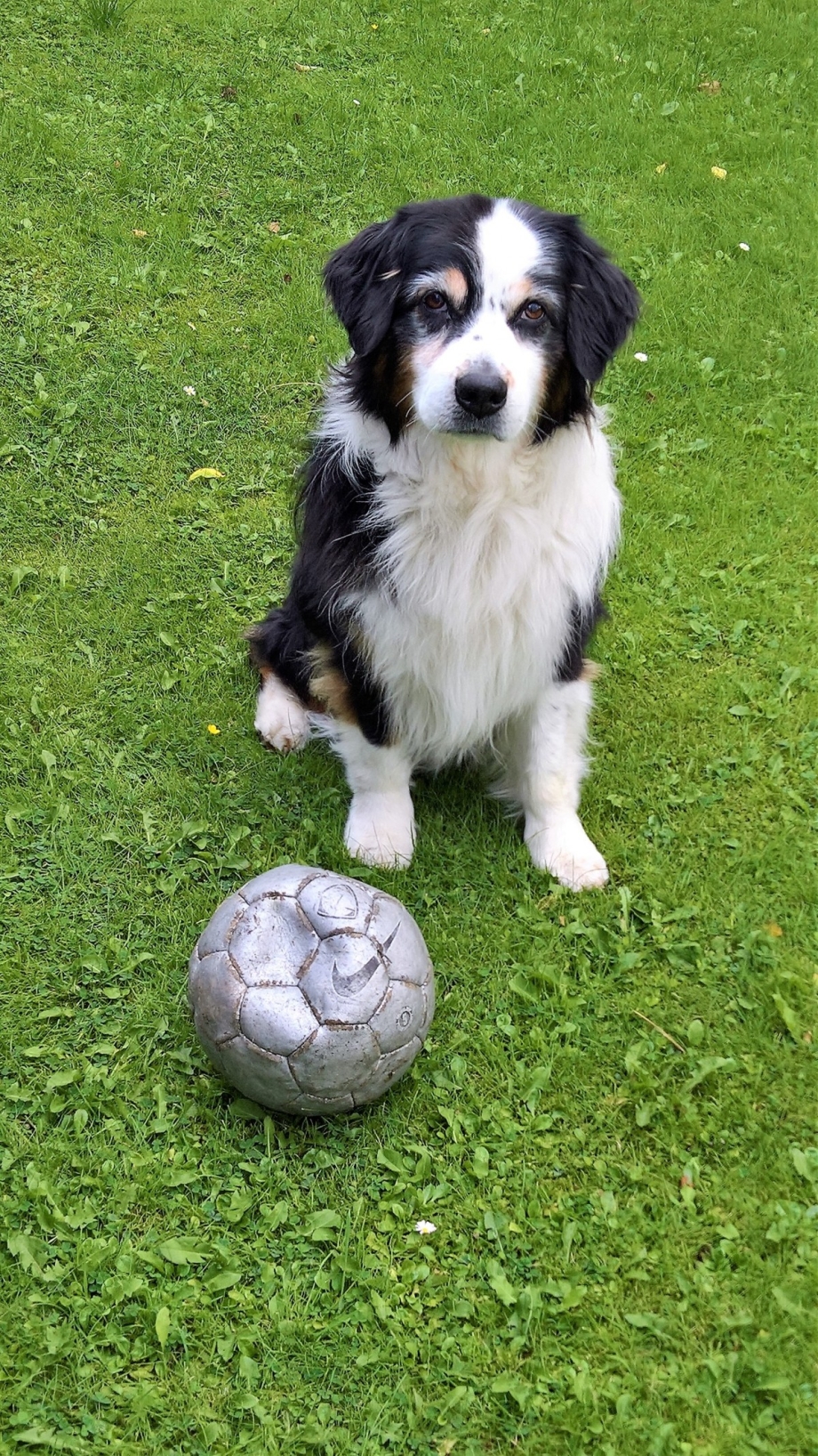 English Shepherd щенок