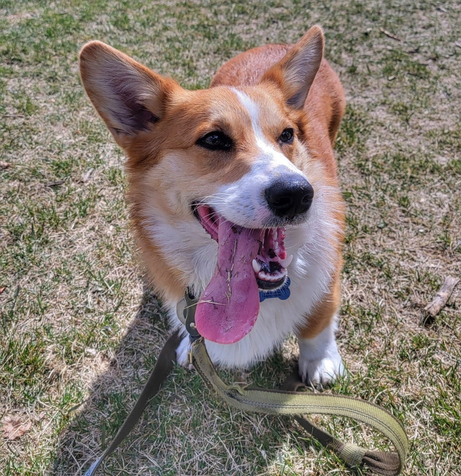Cardigan Welsh Corgi