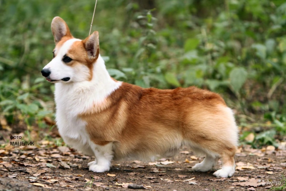 Вельш корги рыжий