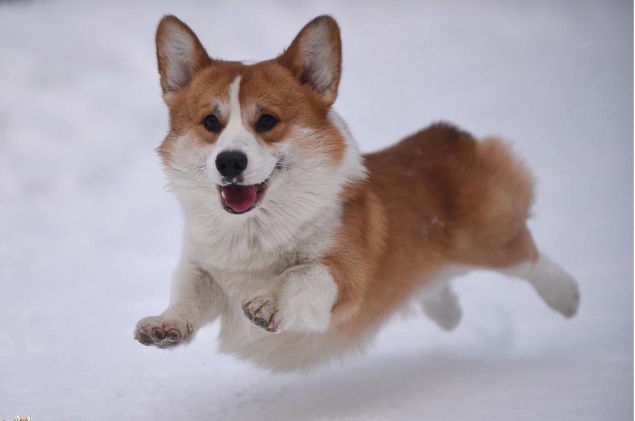 Corgi Rock