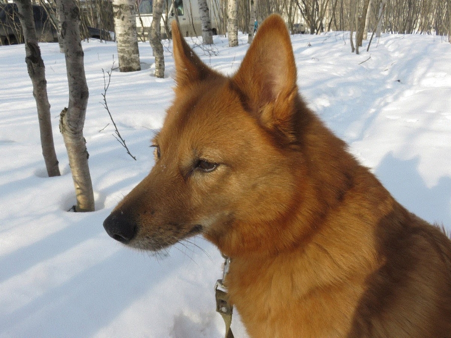 Карело финский шпиц