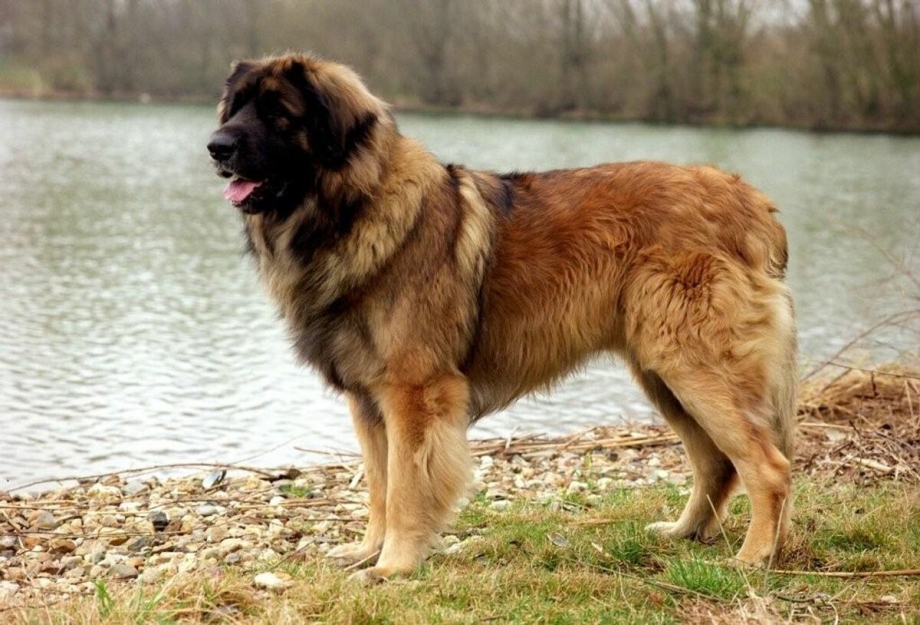 Леонбергер собака