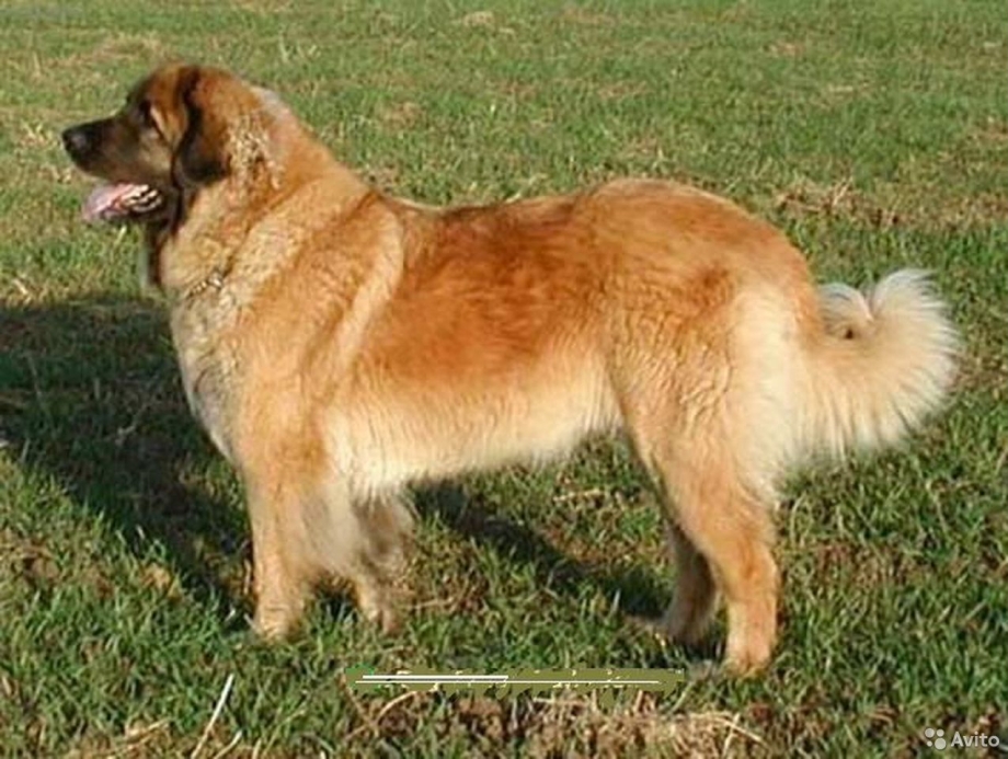 Бергер аллеманд