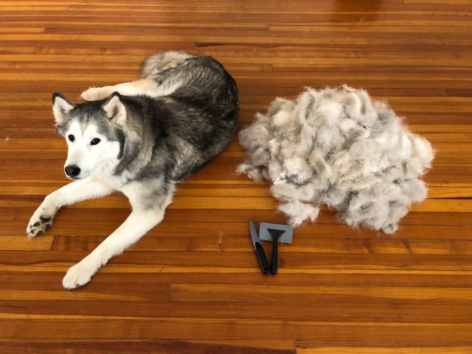 Dog with a lot of fur