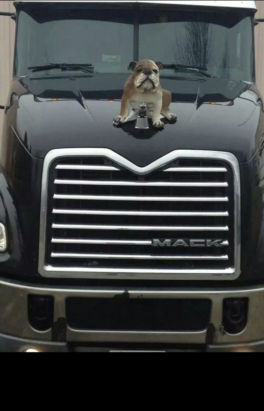 Кот дальнобойщик Барсик