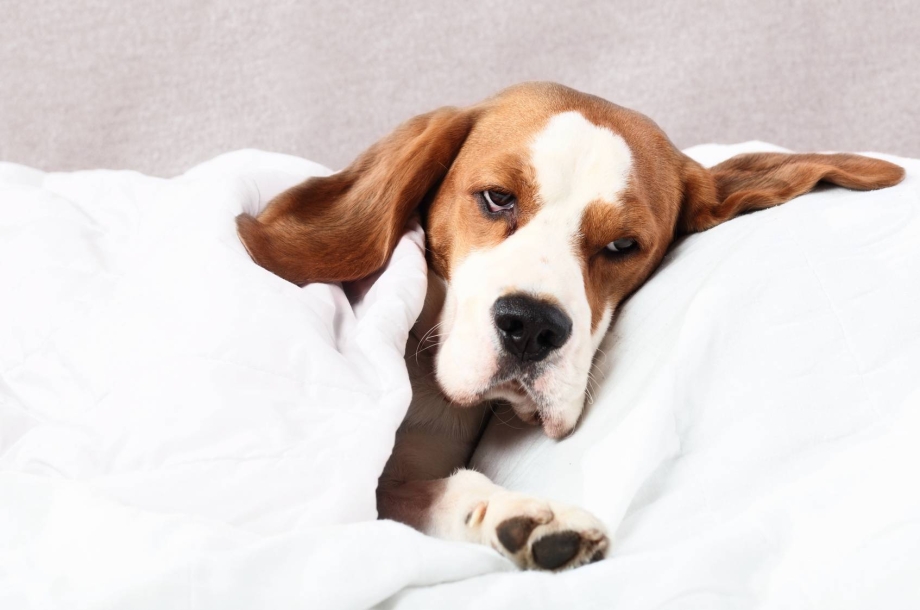 These adoptable Rescue Pets are all named after food