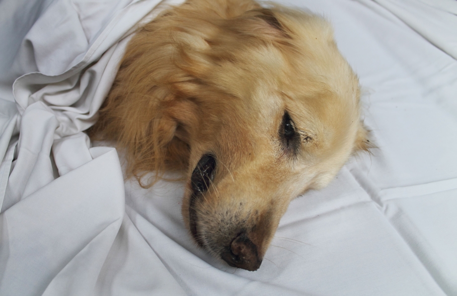 Depression Dog