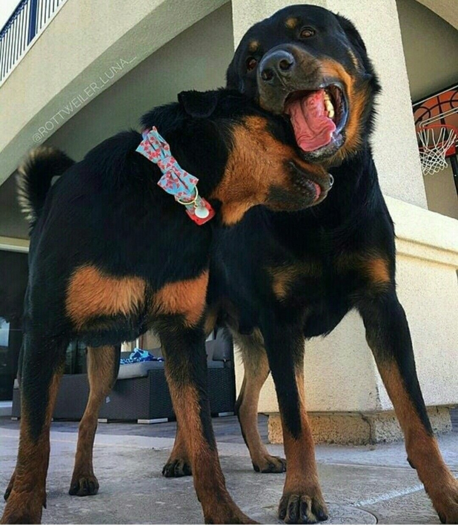 Ротвейлер дог Breed