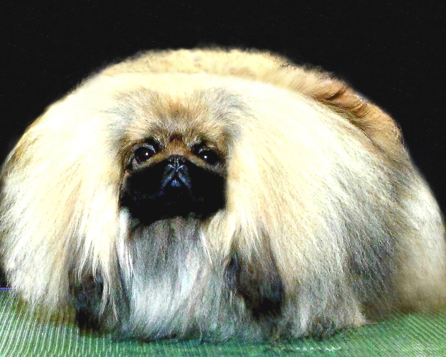 Королевский Пекинес стриженный