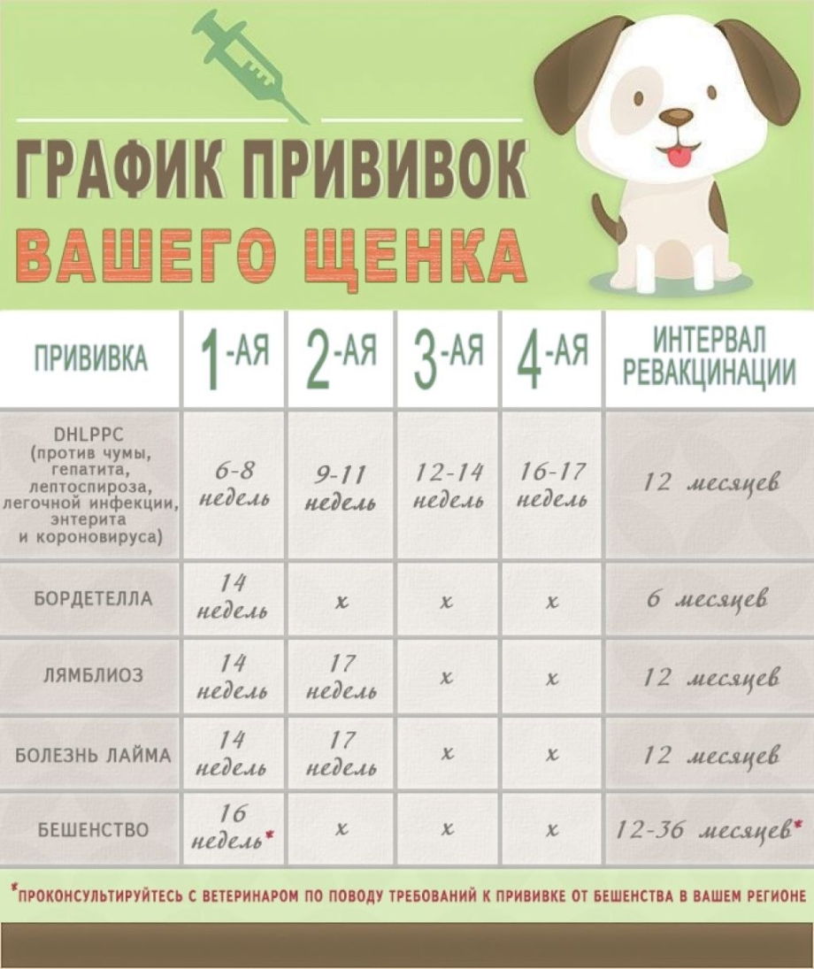 Прививки собакам по возрасту таблица немецкая овчарка