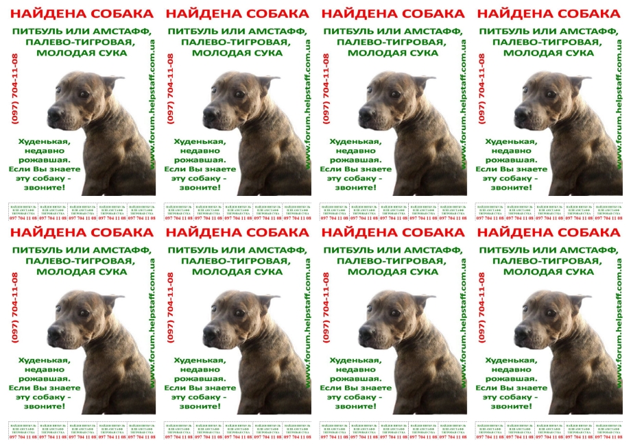 Прививки щенкам питбуля по возрасту