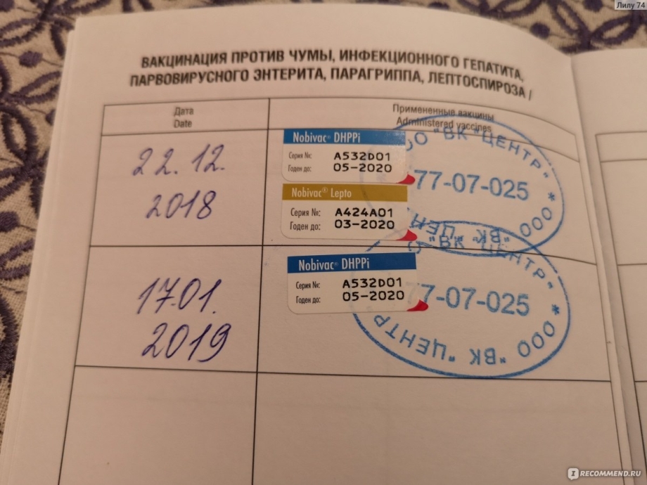 Иммунитет животных