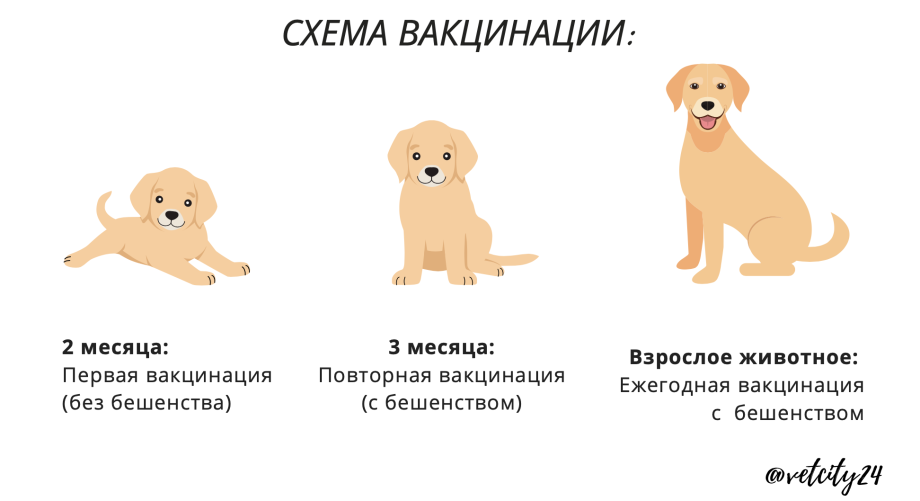 Прививки для собак щенкам