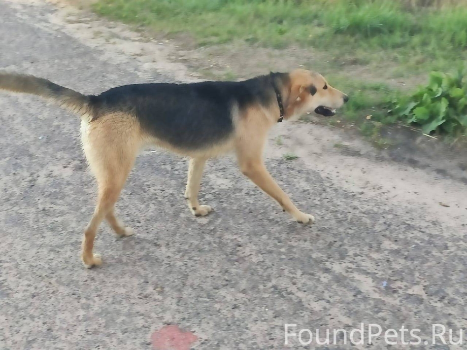 Помесь лабрадора и русской гончей