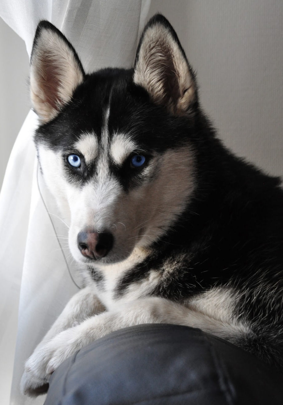 Хаски Siberian Black