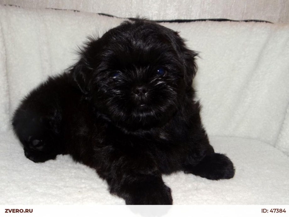 Shi Tzu Brown