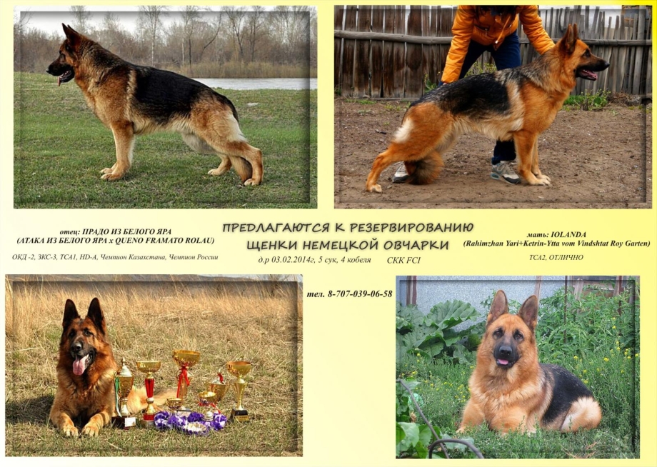 Вес кобеля немецкой овчарки