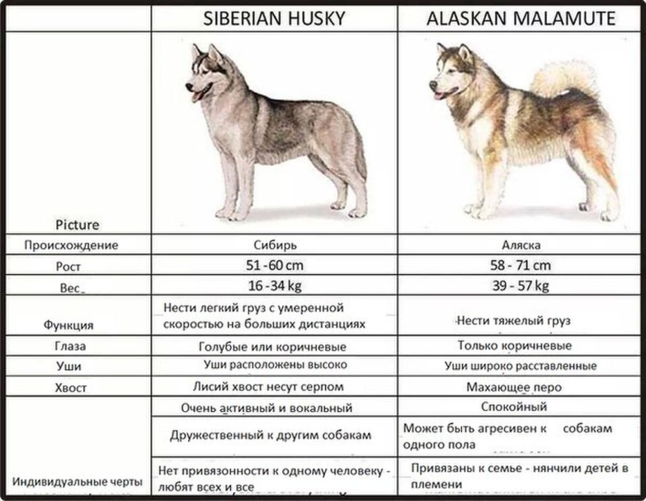 Сибирский хаски вес по месяцам