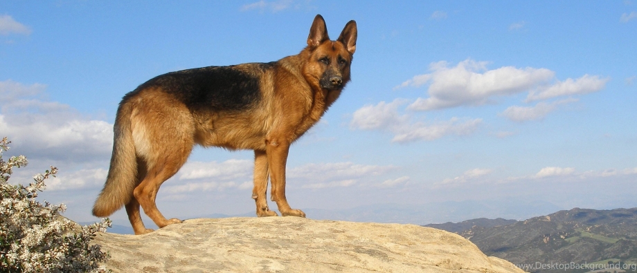 German Shepherd немецкая овчарка