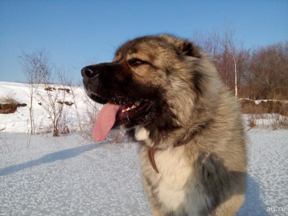 Северо кавказский волкодав