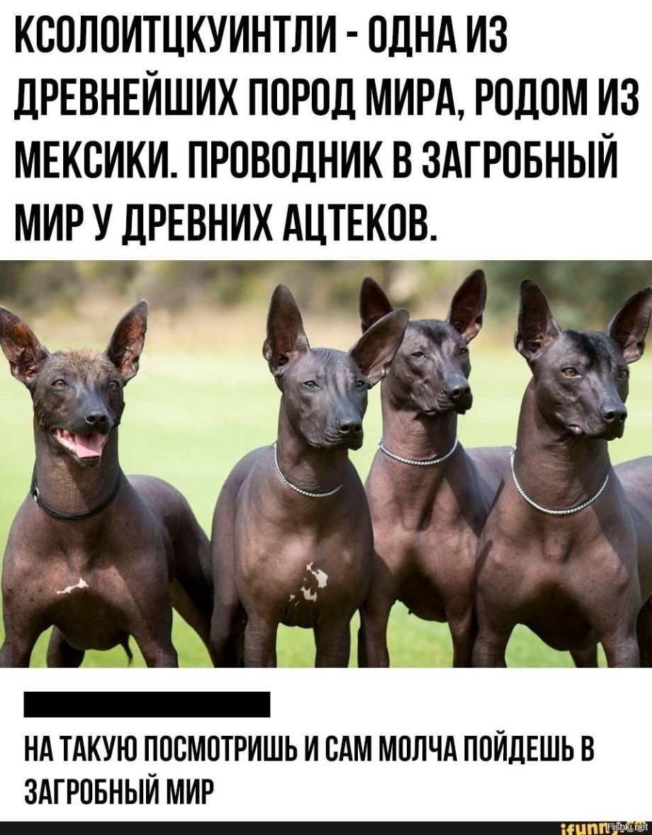 Собака проводник в загробный мир