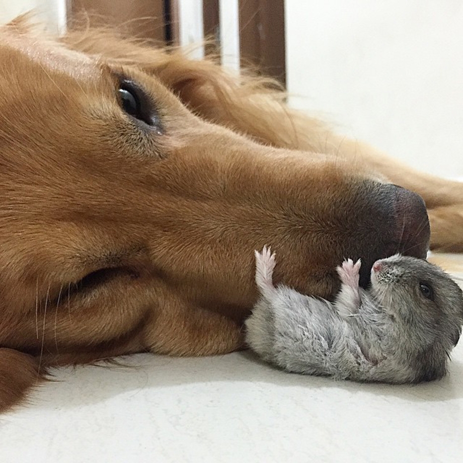 Лучшие друзья животные