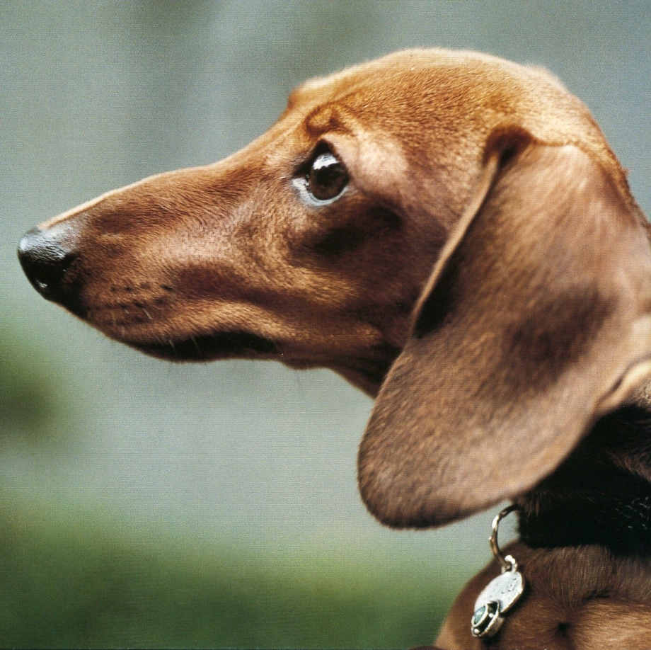Wiener Dog щенок