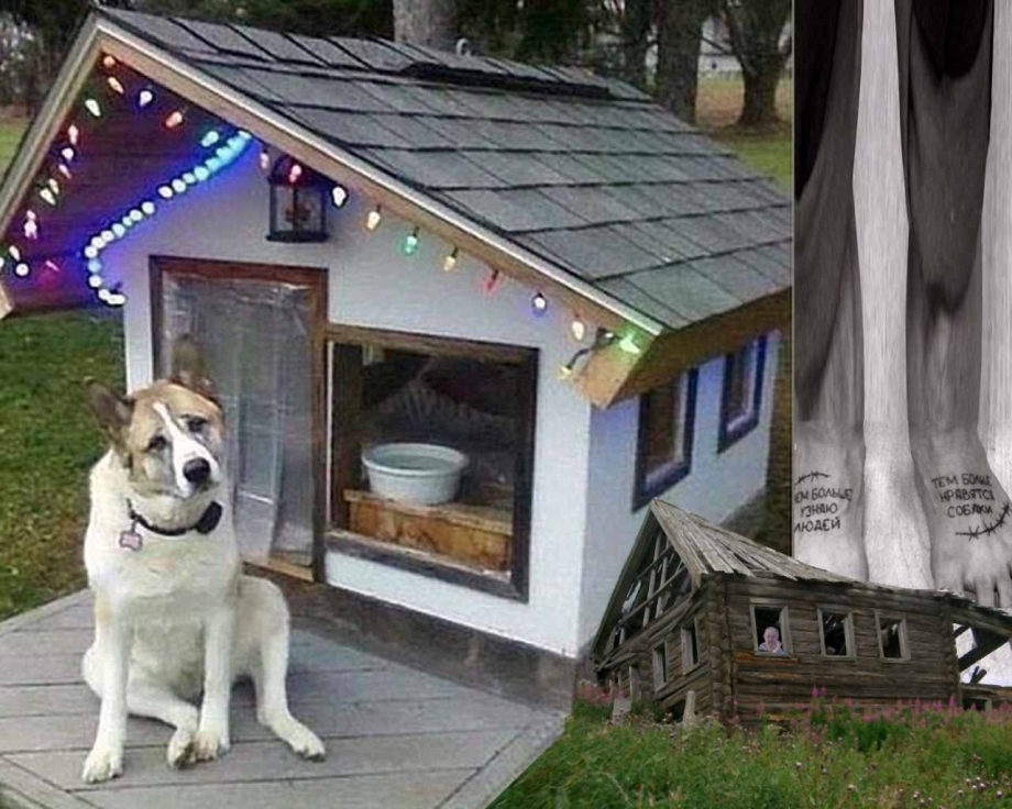 Прикольная конура для собаки