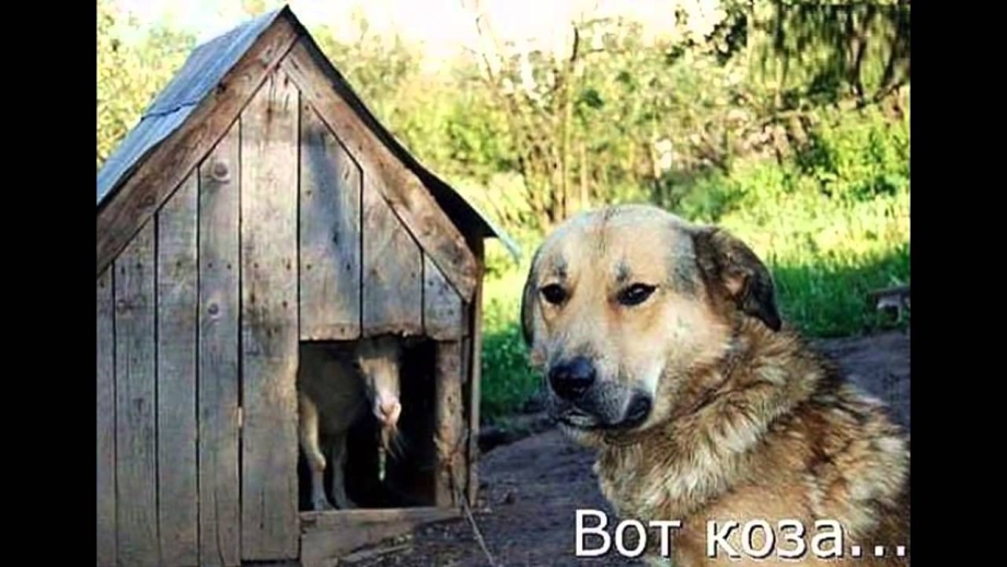 Будка для собаки и кота