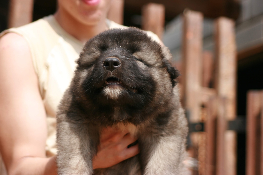 Кавказская овчарка Puppy