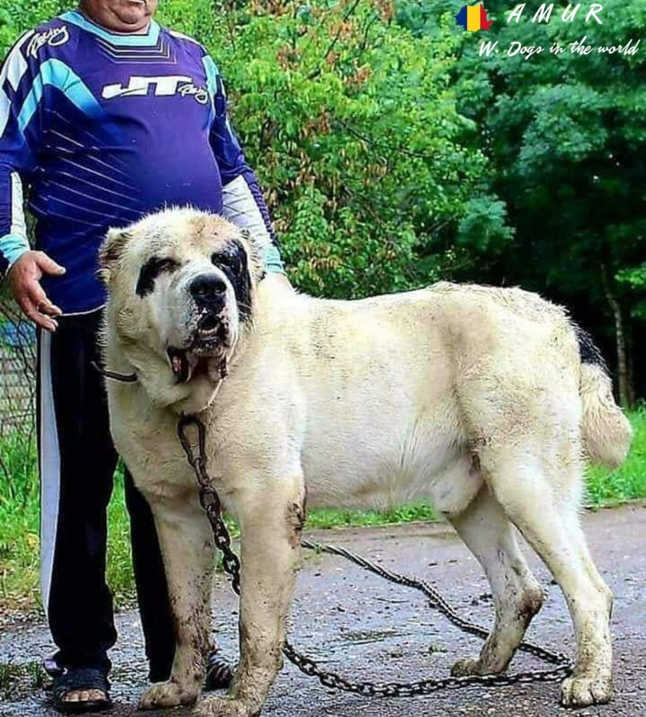 Туркменский алабай кангал