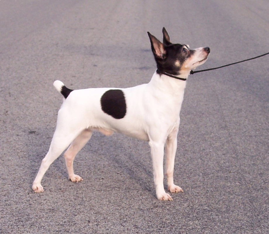 Той Фокстерьер (Fox Terrier Toy)