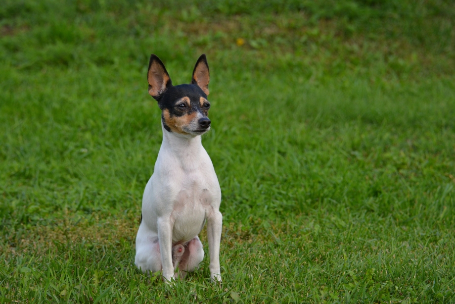 Toy Fox Terrier Инстаграм