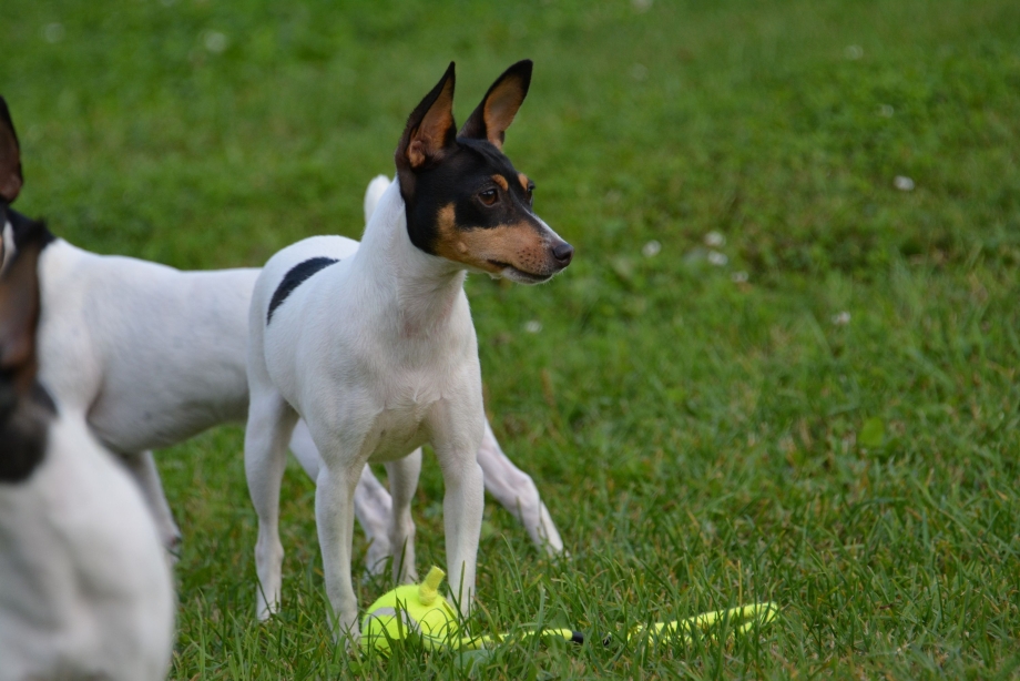 Toy Fox Terrier