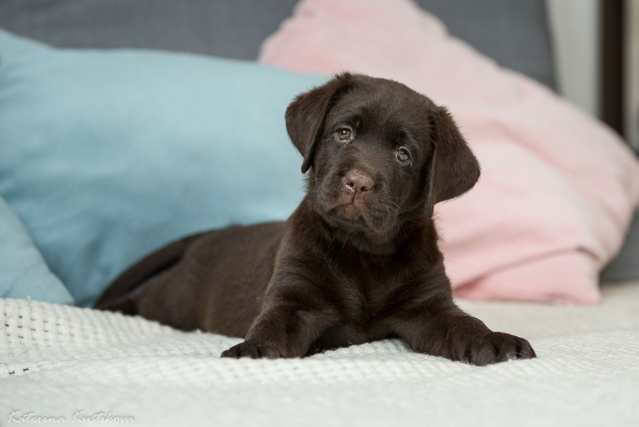 Labrador Dog коричневый